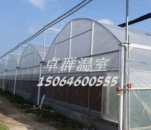 山東省青島市膠州市連棟薄膜溫室。